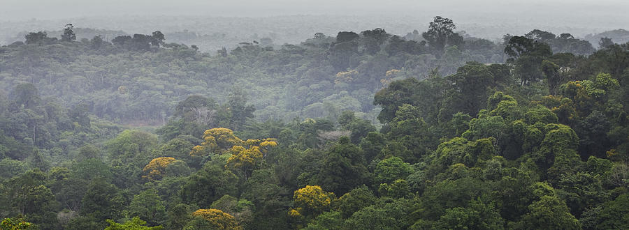 South America, Amazon Rainforest Photograph by PhotoAlto/Sandro Di Carlo Darsa
