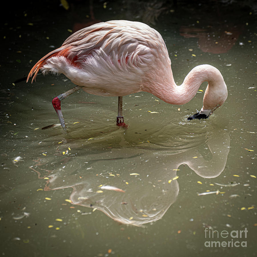 South American Flamingo Photograph by Daniel Hebard