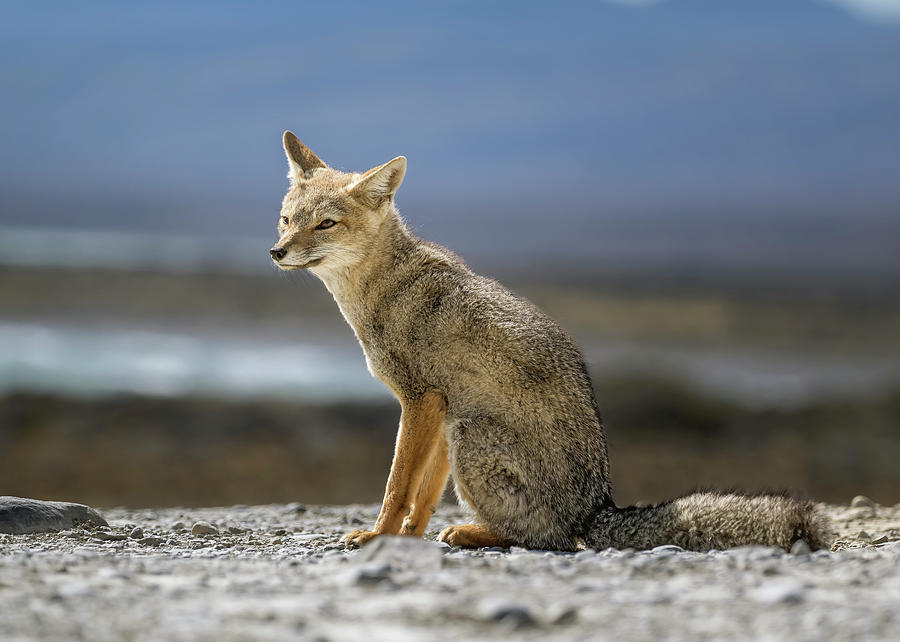 South American Gray Fox Photograph By Joan Carroll Fine Art America