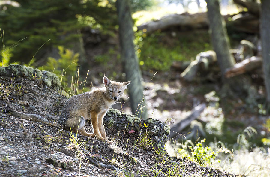 South American gray fox (Lycalopex griseus) in Ushuaia, Tierra del Fuego Province, Argentina Photograph by Henn Photography / Aurora Photos