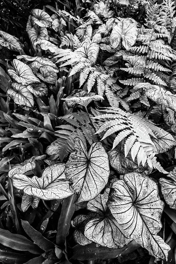South American plants BW Photograph by Alexey Stiop