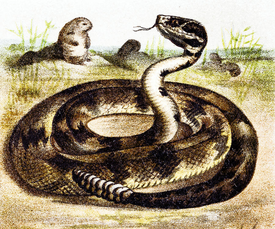 South American rattlesnake (Crotalus durissus) Drawing by Nastasic