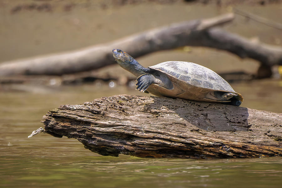 South American River Turtle La Macarena Meta Colombia Photograph by Adam Rainoff