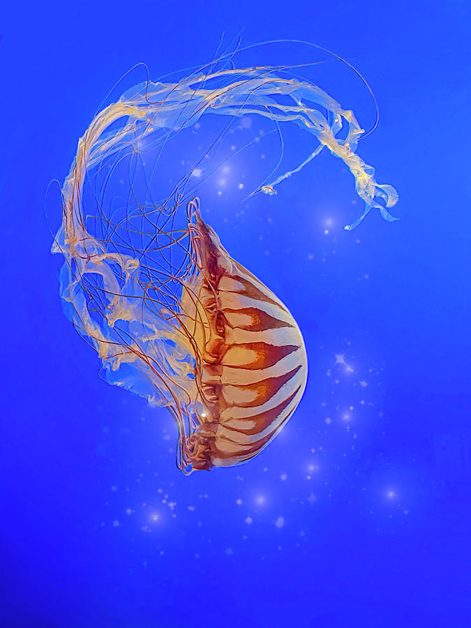 South American Sea Nettle Photograph by Patti Deters