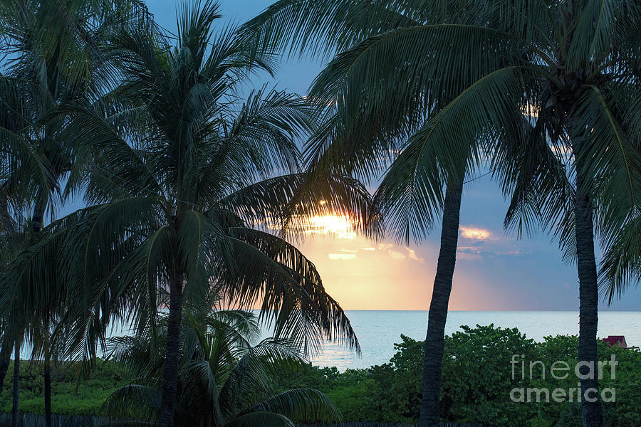 South Beach Miami Palm Trees at Sunset Photograph by Beachtown Views