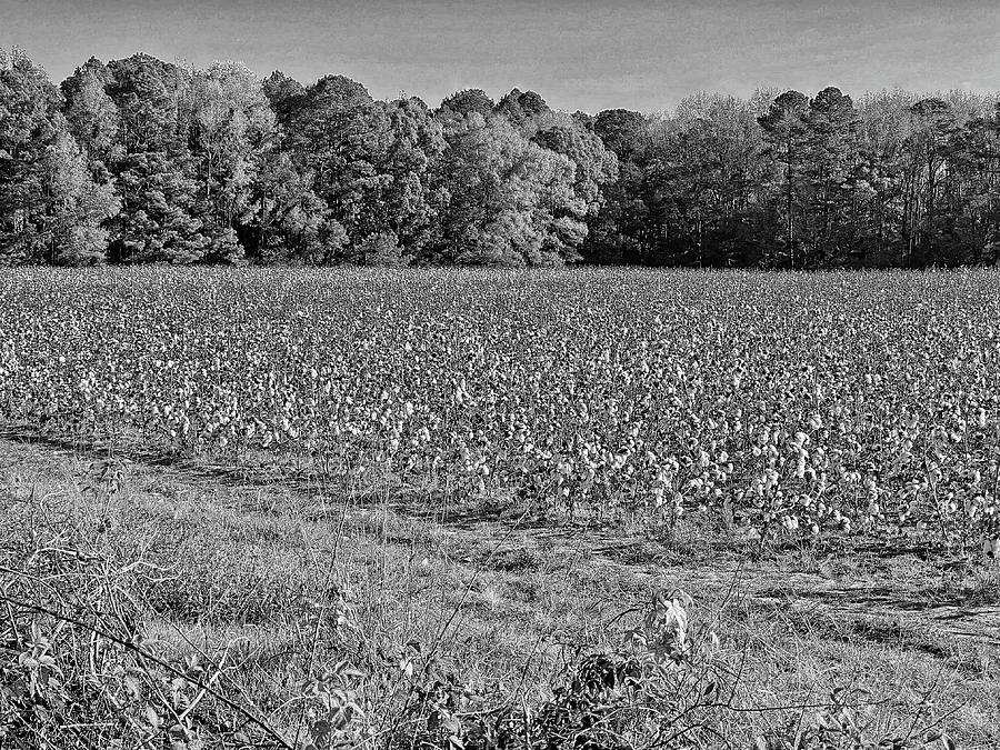South Carolina Cotton Field and Trees Photograph by Alan Goldberg