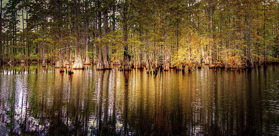 South Carolina Cypress Forest Panorama Photograph by Norma Brandsberg