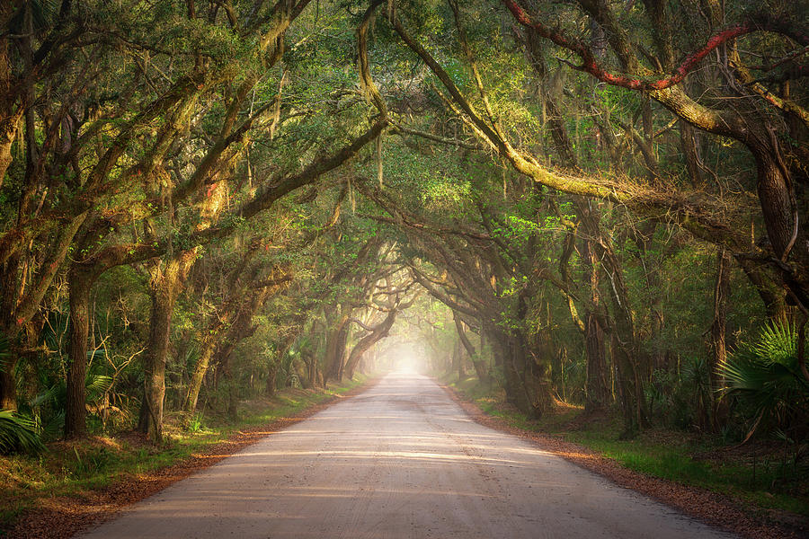 Charleston Photograph - South Carolina Edisto Island Coastal Forest Nature Landscape Charleston SC by Dave Allen