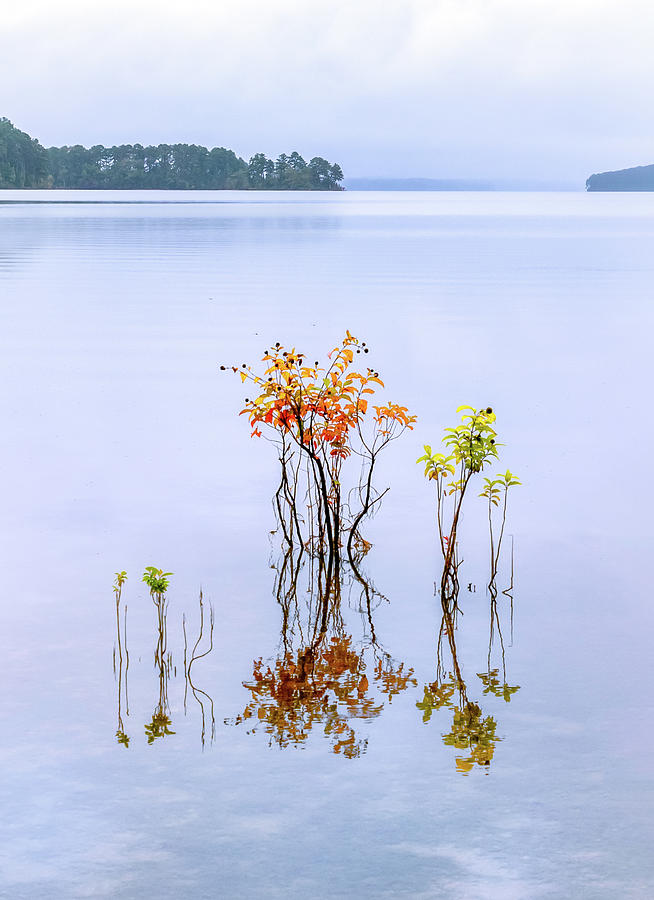 South Carolina Lakeshore Photograph by Carolyn Derstine
