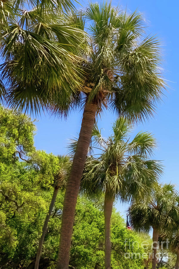 South Carolina Palmetto Trees Photograph by Shelia Hunt
