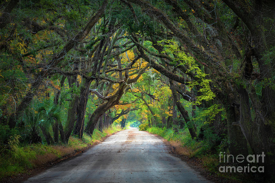 South Carolina Road Photograph by Inge Johnsson