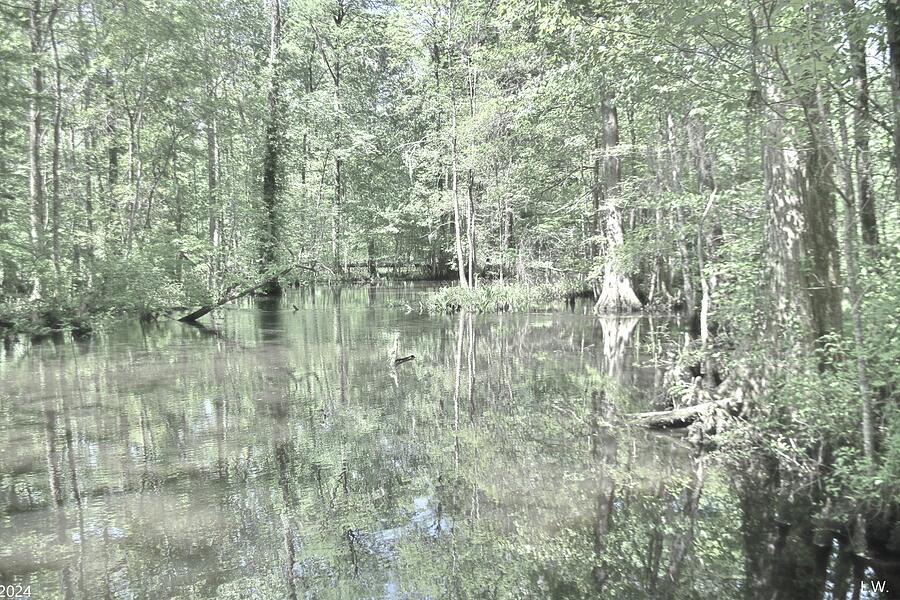 South Carolina Swamp Photograph by Lisa Wooten - Fine Art America