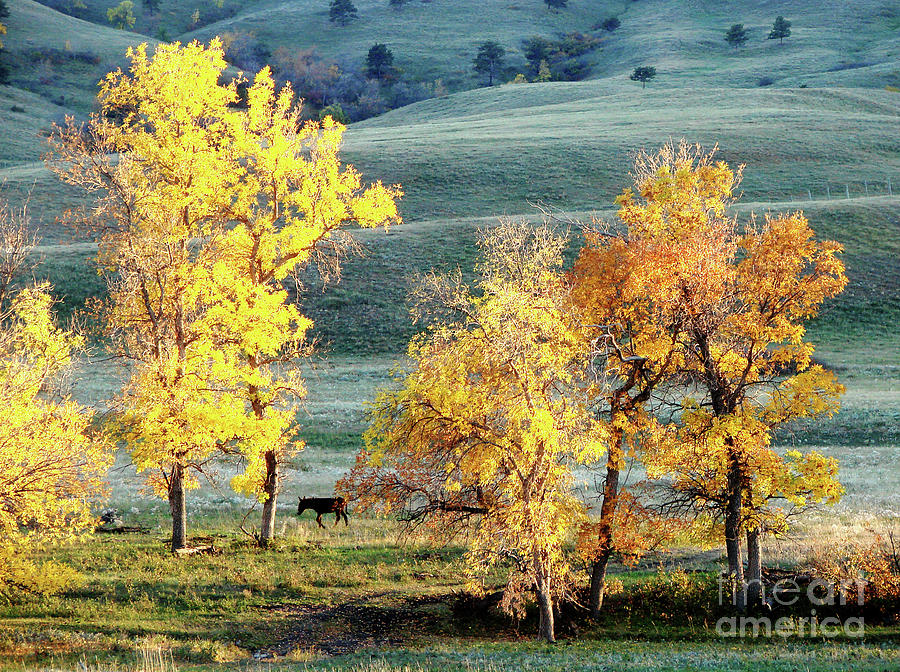 South Dakota Autumn Digital Art by Linda Cox