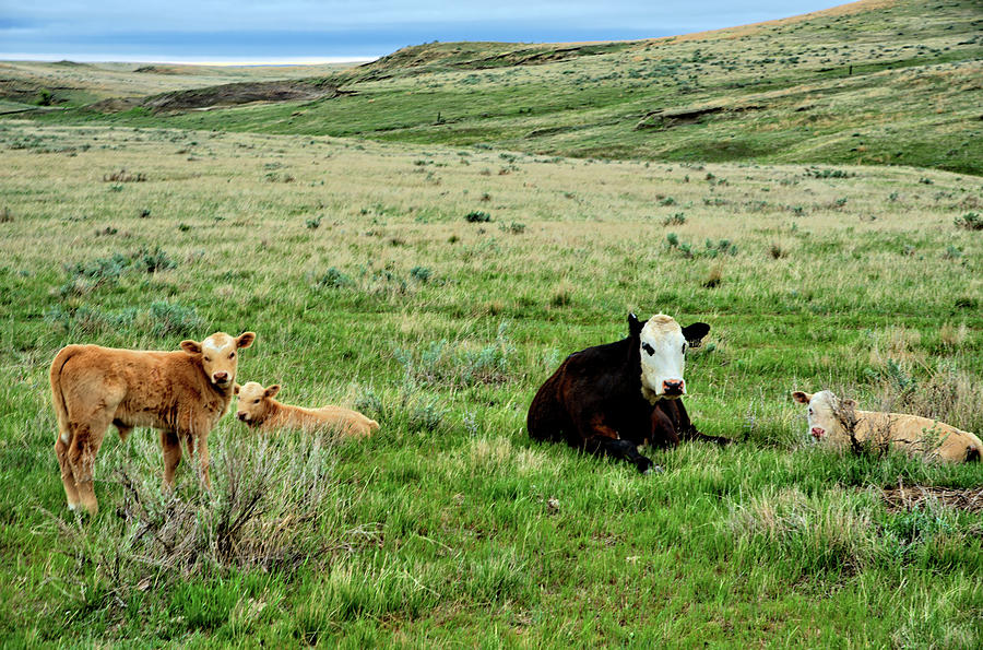 South Dakota Cattle II Photograph by Bonfire Photography - Fine Art America