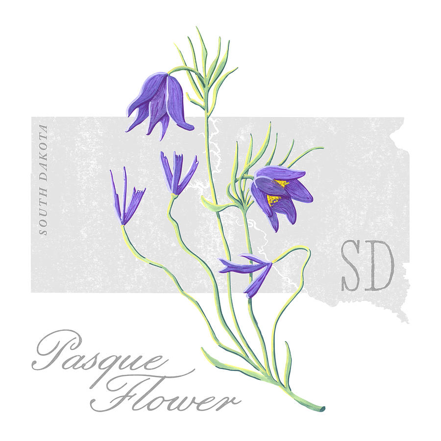 South Dakota State Flower Pasque Flower Art by Jen Montgomery Painting by Jen Montgomery
