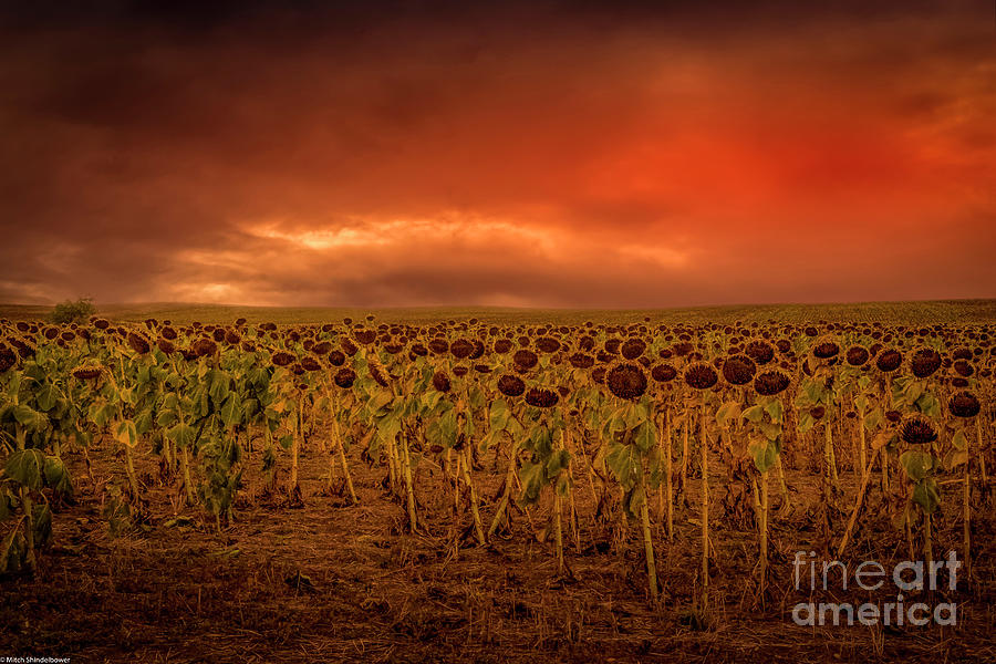 South Dakota Sunflowers Photograph by Mitch Shindelbower