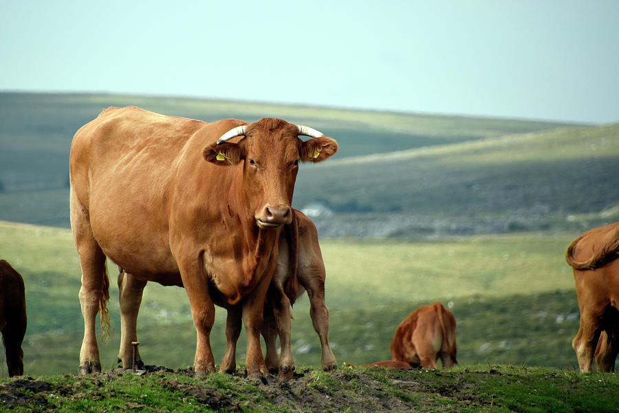 Cow Photograph - South Devon Cow Dartmoor National Park England by Loren Dowding