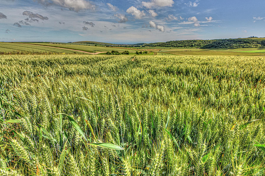 South Downs Barley Photograph by Hazy Apple