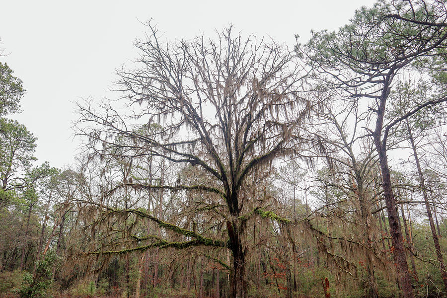 South Georgia Ghost Tree Photograph by Ed Williams