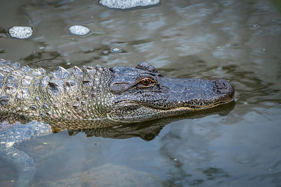 South Padre Island Alligator Photograph by Debra Martz