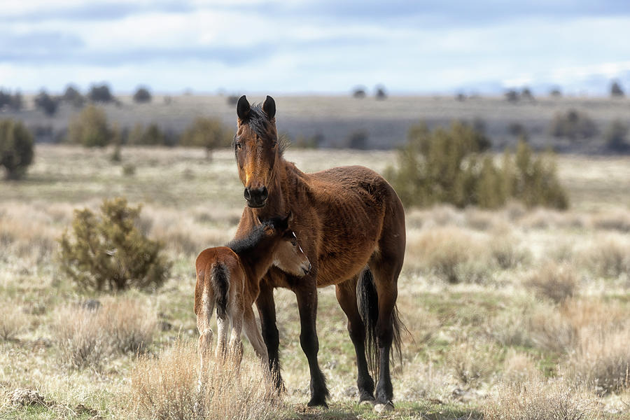 South Steens Bay Mustang Mare and Her Foal 2023, No. 1 Photograph by Belinda Greb