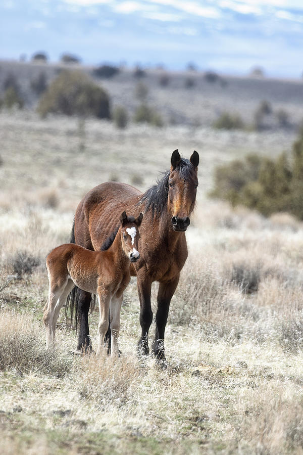 South Steens Bay Mustang Mare and Her Foal 2023, No. 2 Photograph by Belinda Greb