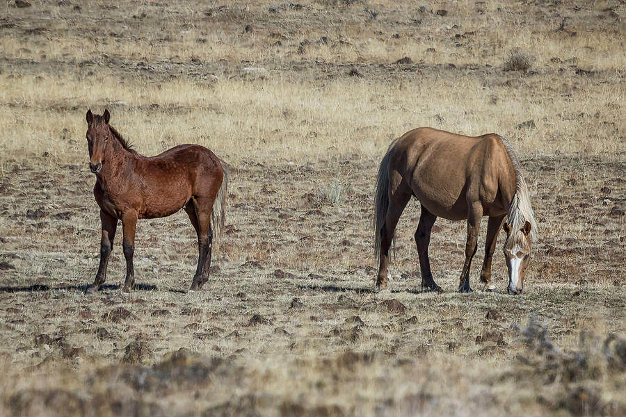 South Steens Colt with his Mother, No. 2 Photograph by Belinda Greb
