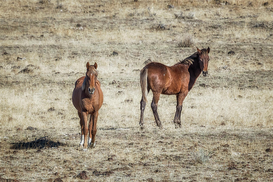 South Steens Colt with Likely Sire Photograph by Belinda Greb