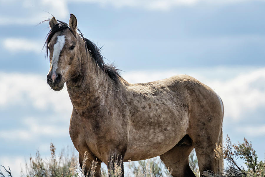 South Steens Mustang Backed by Sky Photograph by Belinda Greb