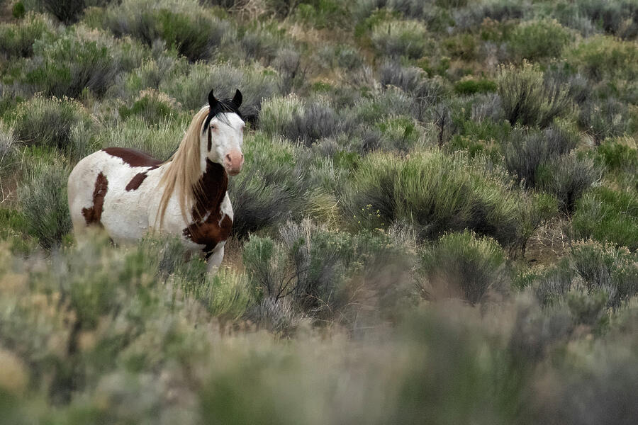 South Steens Stallion with Cool Markings Photograph by Belinda Greb