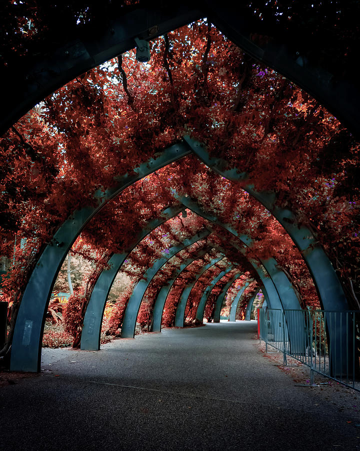 Southbank Floral Arch Photograph by Rick Nelson