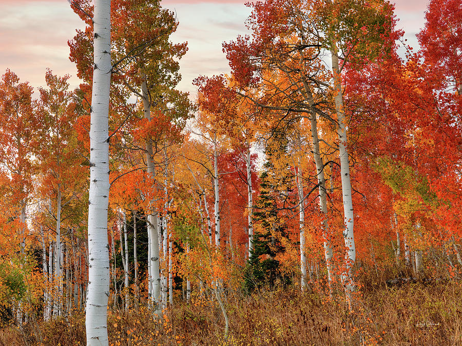 Southeast Idaho Frame of Pure Color. Photograph by Leland D Howard