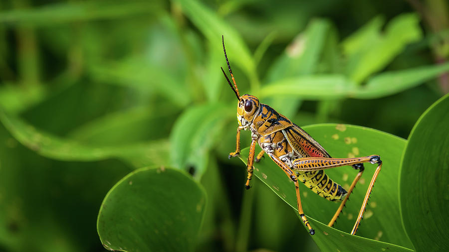 Southeastern Lubber Grasshopper Photograph by Butch Backman | Pixels