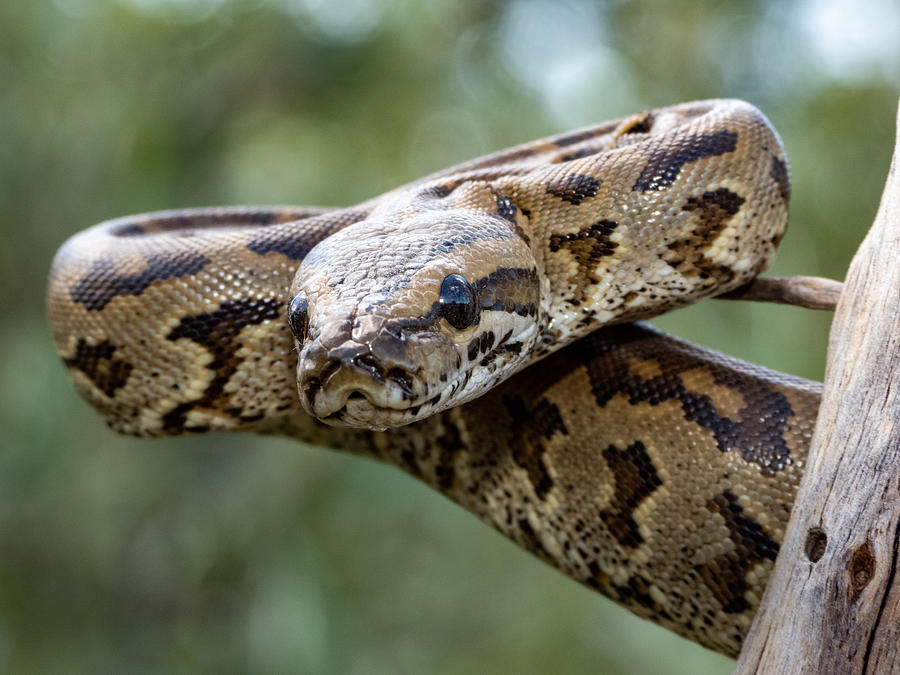 Southern African Python Photograph by Willem Van Zyl - Fine Art America
