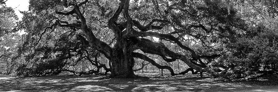 Southern Angel Oak Tree Photograph by Louis Dallara