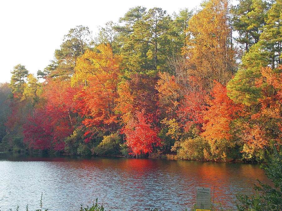 Southern Autumn Photograph by Matthew Seufer