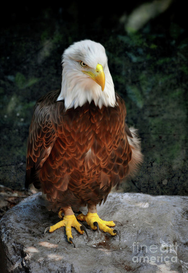 Southern bald eagle Digital Art by Savannah Gibbs