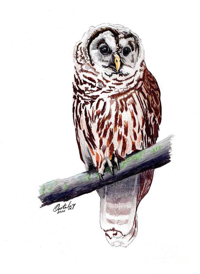 Southern Barred Owl Mixed Media by Stephen Oosterling