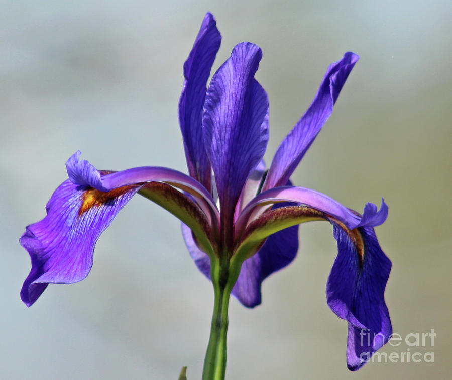 Southern Blue Flag Swamp Iris Photograph by Maili Page - Fine Art America