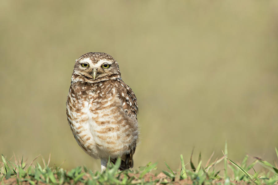Southern Burrowing Owl Photograph by Linda Villers