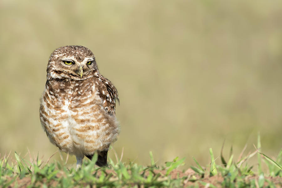 Southern Burrowing Owl Scowl Photograph by Linda Villers