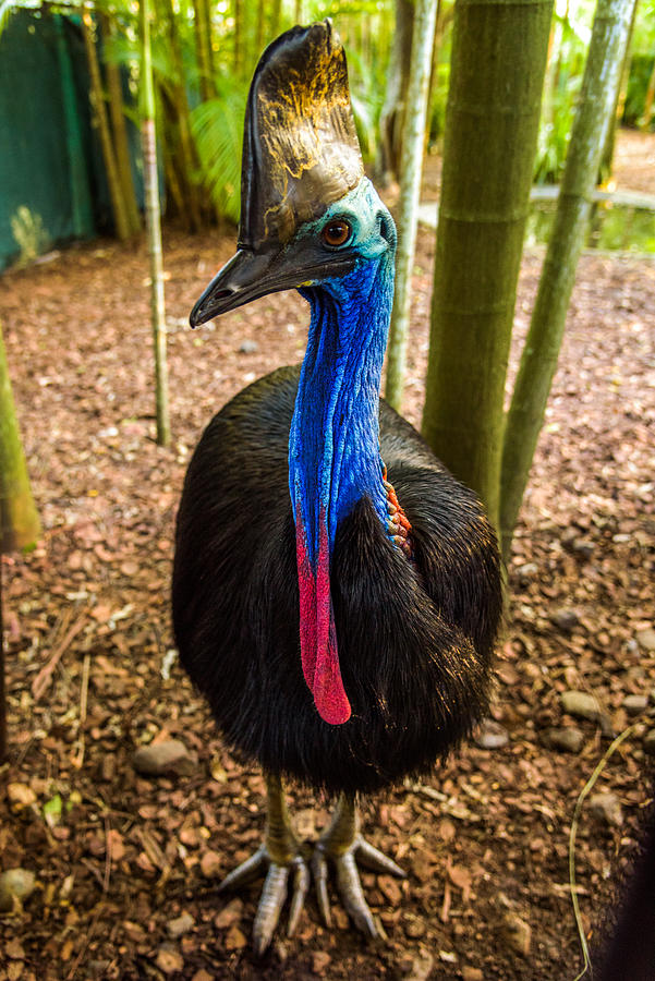 Southern Cassowary Photograph by Posnov