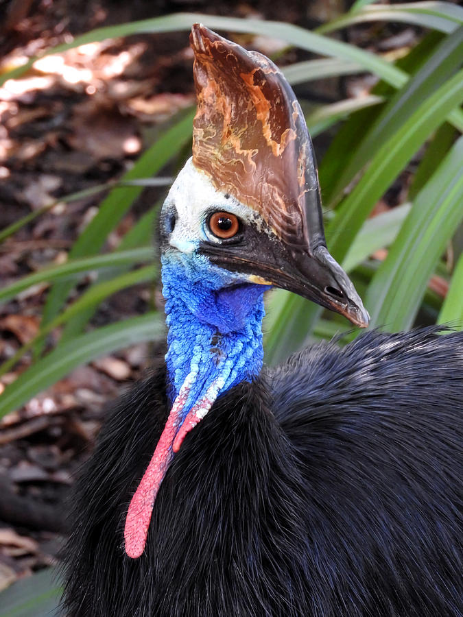 Southern Cassowary Poster Painting by Butler Morris | Fine Art America