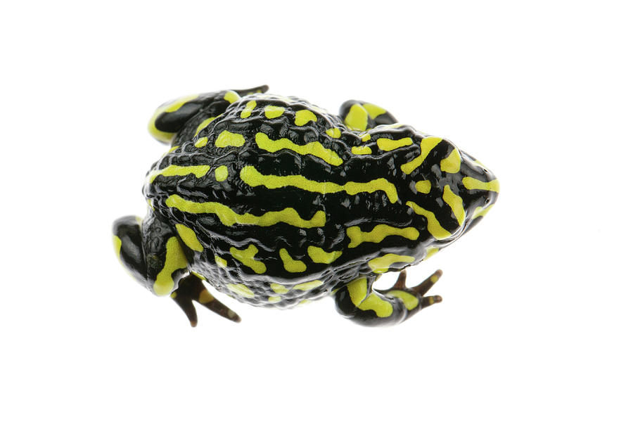 Amphibians Photograph - Southern Corroboree Frog by JP Lawrence