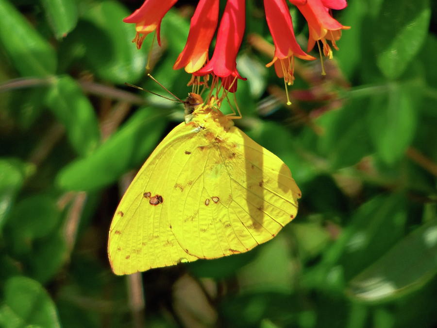 Southern Dogface Butterfly on Coral Honeysuckle Photograph by Lyuba Filatova