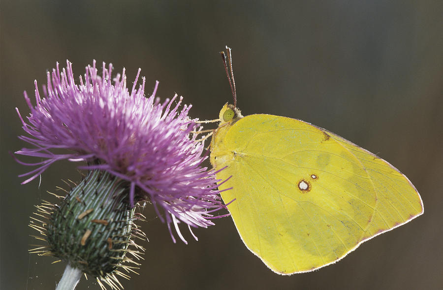 Southern Dogface (Colias cesonia), male on thistle, Starr County, Rio Grande Valley, Texas, USA Photograph by Rolf Nussbaumer