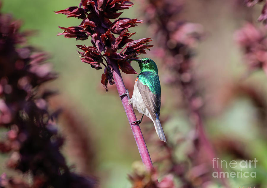 Southern Double-Collared Sunbird Photograph by Eva Lechner