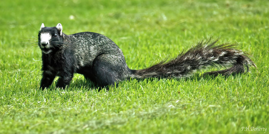 Southern Fox Squirrel Photograph by Phill Doherty