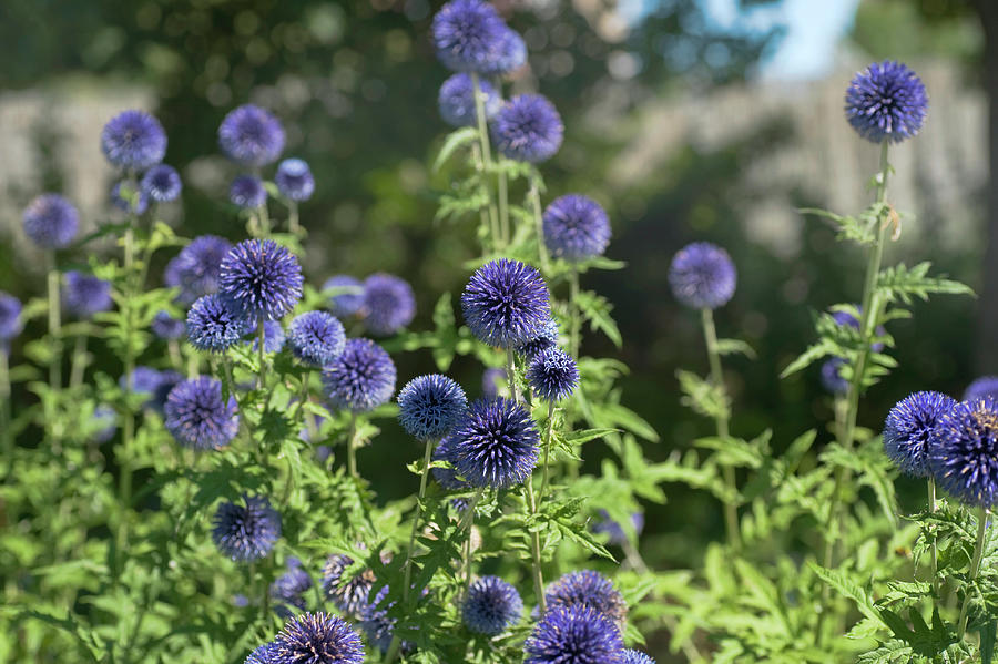 Southern Globe Thistle 1 Photograph by Jenny Rainbow