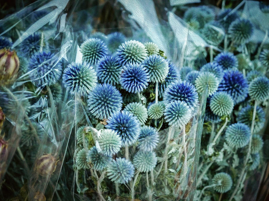 Southern Globethistles - Oil Painting Style Photograph by Rachel Morrison